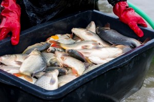 Рыбоводство. Организация и технологии товарного выращивания рыбы и гидробионтов в прудах с присвоением квалификации «Рыбовод»